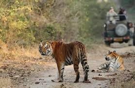 Jeep Safari